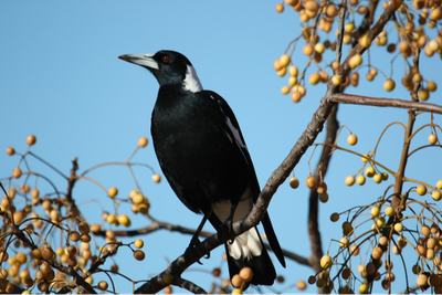 CARTER, Walter James