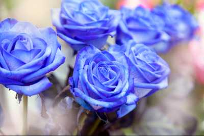 COLLINS NÉE EVERARD, Belinda Mary Louise