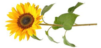 HUGHES, Janine Susan