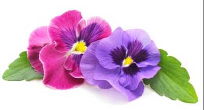 LITFIN, Valma Catherine