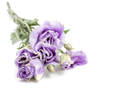 MORGAN, Catherine Rose