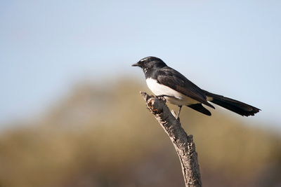 MORGAN, Catherine Rose