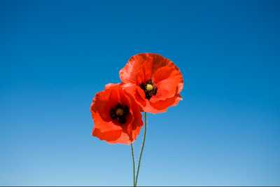 METCHER, Rex Harwood