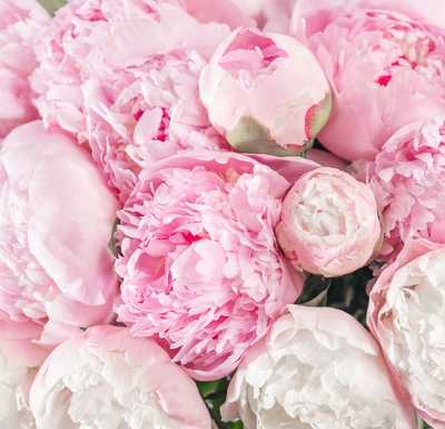 WHITTAKER, Judith Lorraine