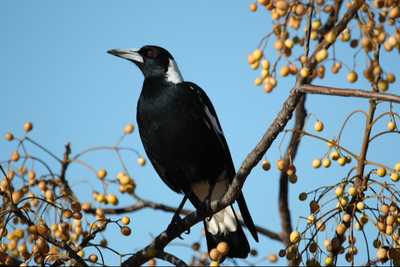 GUY, Rodney John 'Hollywood' Rocket Rod'
