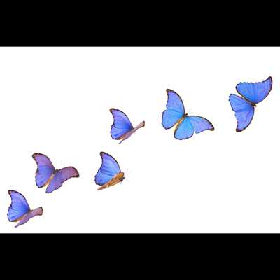 ZIEBARTH, Noela Mavis (nee Green)