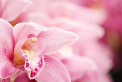 CARTER, Lindy Ann nee Beck