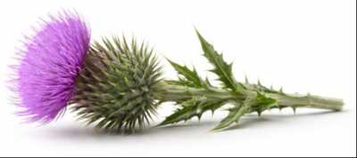 DONNELLY, Alexander McLear