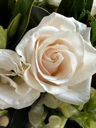 KELLY, Patricia Rose