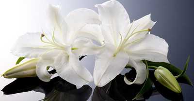 GLOEDE, Josephine Carmel