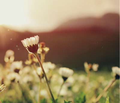 PETERSON, William "Bill" Martin