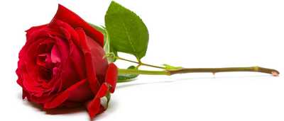 CAMERON, June Elizabeth