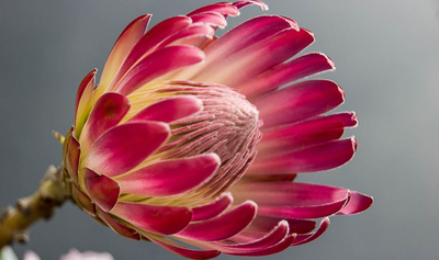 JENKINS, Neil Thomas