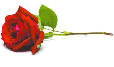 NEYLAN, William Francis (Bill)