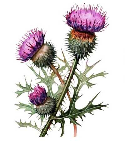 CLARK, June (nee Burns)