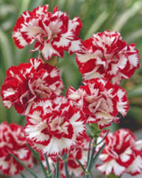 WRIGHT, Margaret Helen