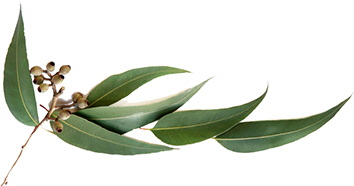 COLEMAN, Rex Hampton