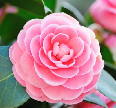 COMBATTI, Rosa