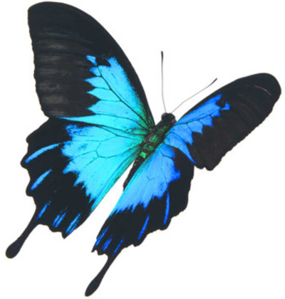 TYMMONS, Nicole Louise