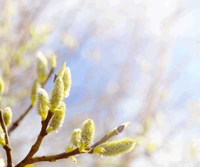 HOOGLAND, Irene Marie