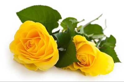 HIBBARD, Dorothy Enid