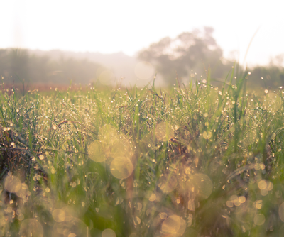 MCKENZIE, Brian Francis