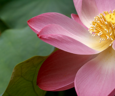 PEDERSON, Valda Joyce