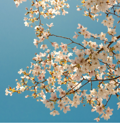 VIGLIANISI (NEE BISOGNI), Vincenza