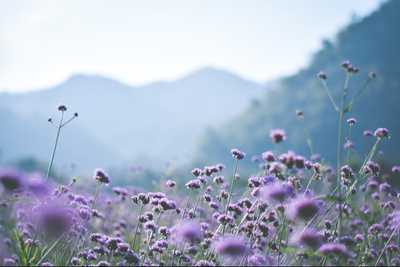 FARRELL (DUCAT), Ali