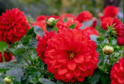 WILLIAMSON, (neé Courtnay) Judith Patricia "Judy"