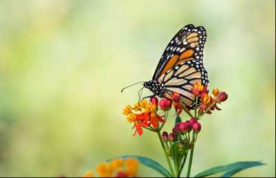 FOREMAN, Elizabeth