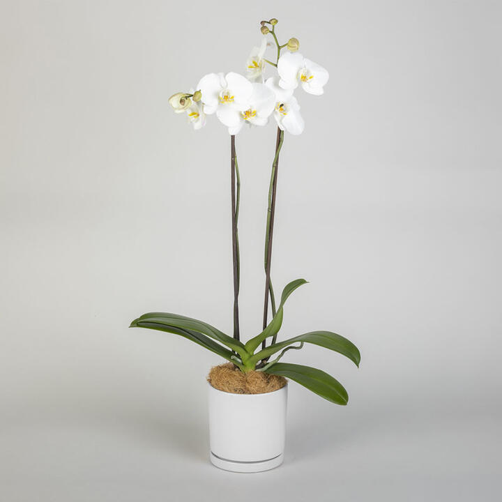 Get the luxe look with our Premium Moth Orchid. A popular choice for the home, white orchids bring...