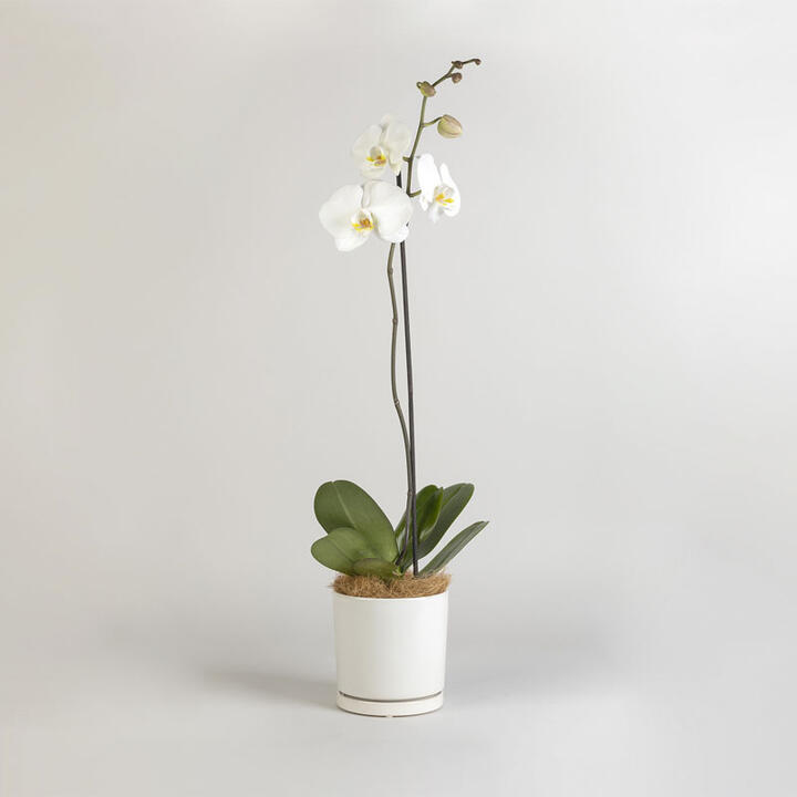 Get the luxe look with our Moth Orchid. A popular choice for the home, white orchids bring elegance to...