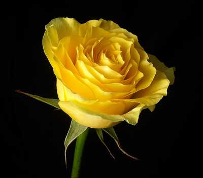 MELLOW, Dorothy May