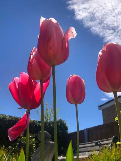 COX, Judith Mary