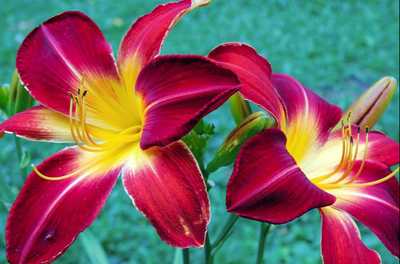 JAMES, Margaret Ann (Peg)