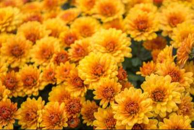 RANDELL, Roswitha ‘Cookie’