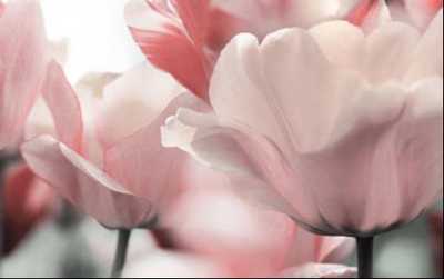 FIELDEN, Pauline Dawn