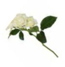 SMITH, Bernard Anthony (Bernie) OAM
