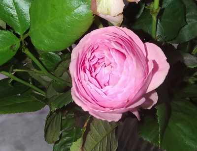 WOODCOCK, Rosy
