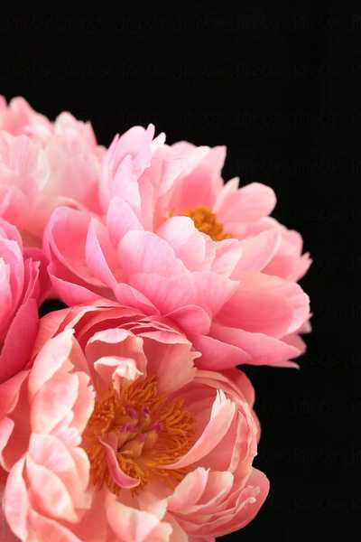 MCMINN, Dianne Joy