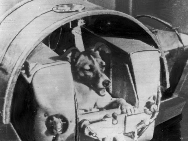 Laika was the first every traveller into the cosmos, paving the way for humans to reach for the stars. Photo: The Daily Telegraph 