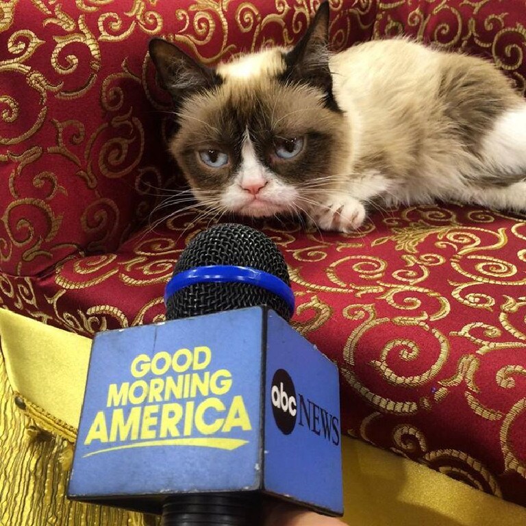 Grumpy Cat' made many TV appearances. Picture: Grumpy Cat Facebook page