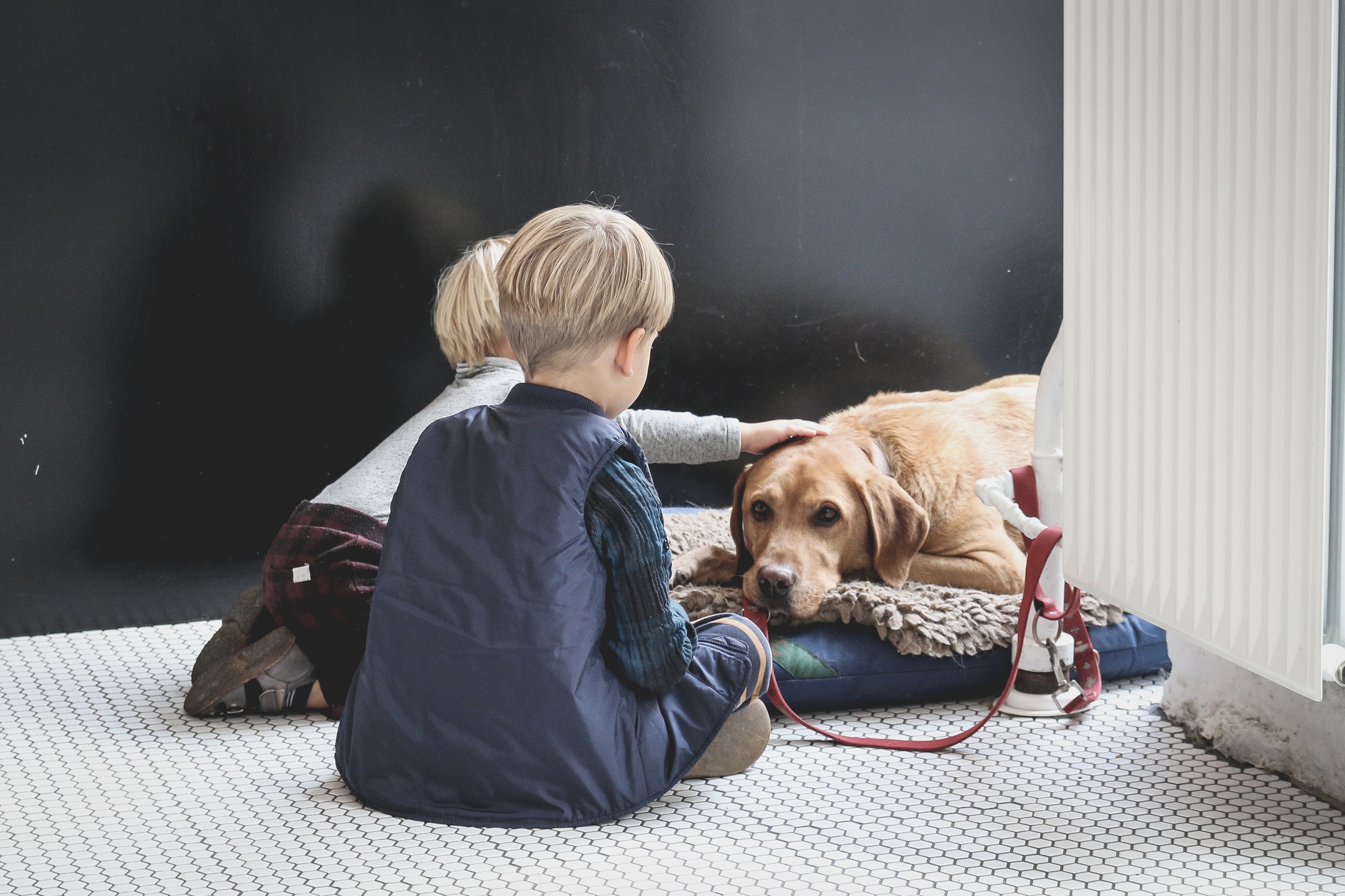 Gentle-natured dogs love the little ones. Source: Sabina Fratila, Unsplash