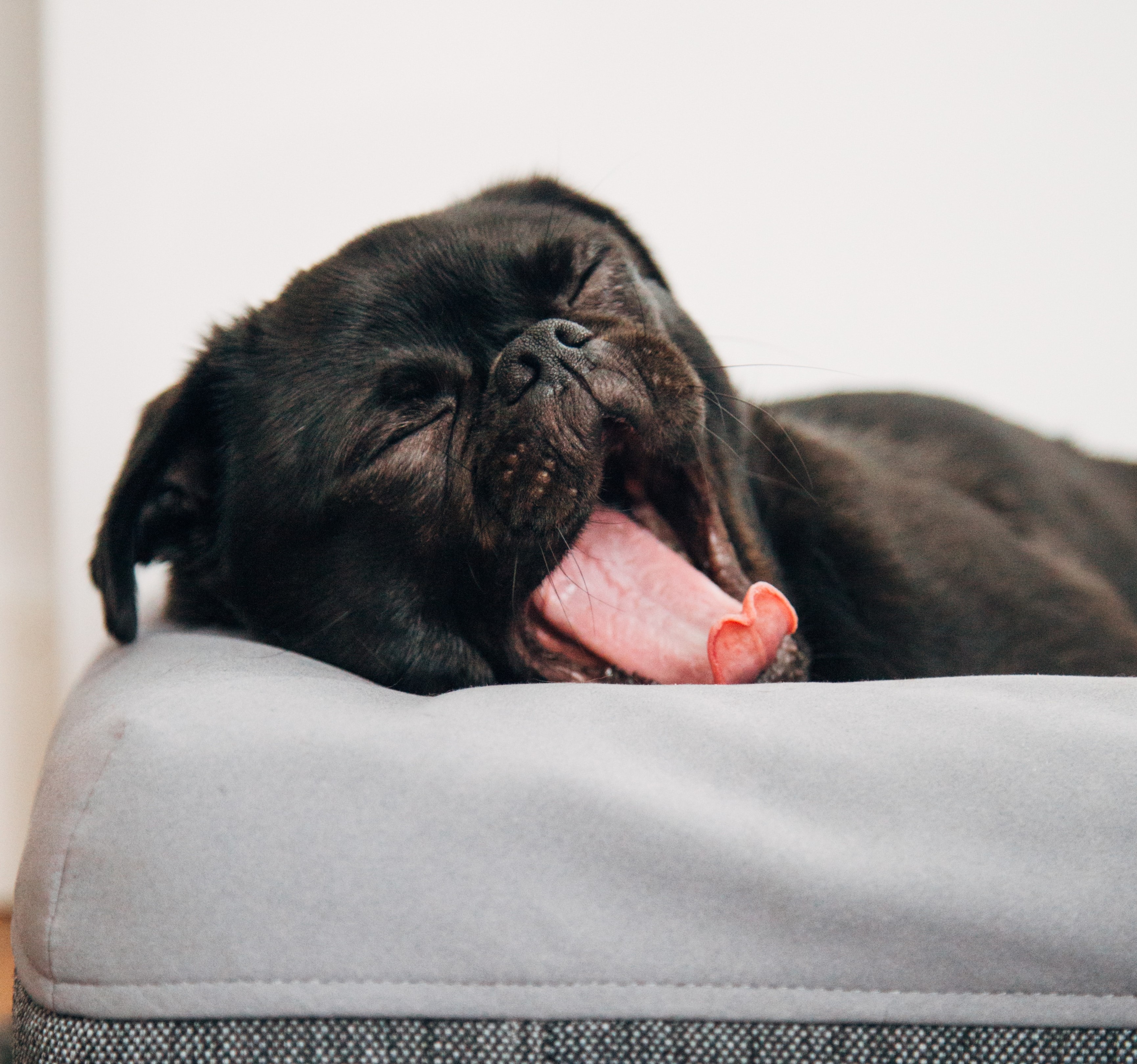 Pugs require a lot of down-time. Source: Charles PH on Unsplash