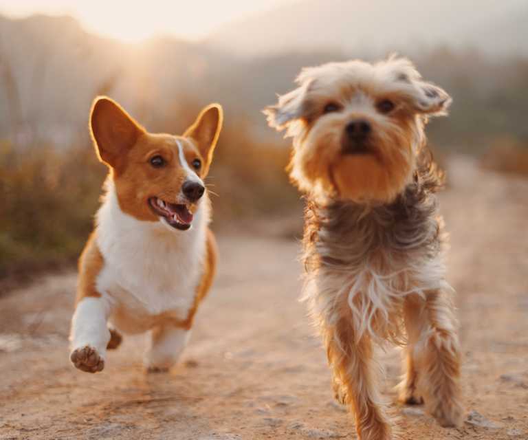 Which dog breed is best suited to your lifestyle?