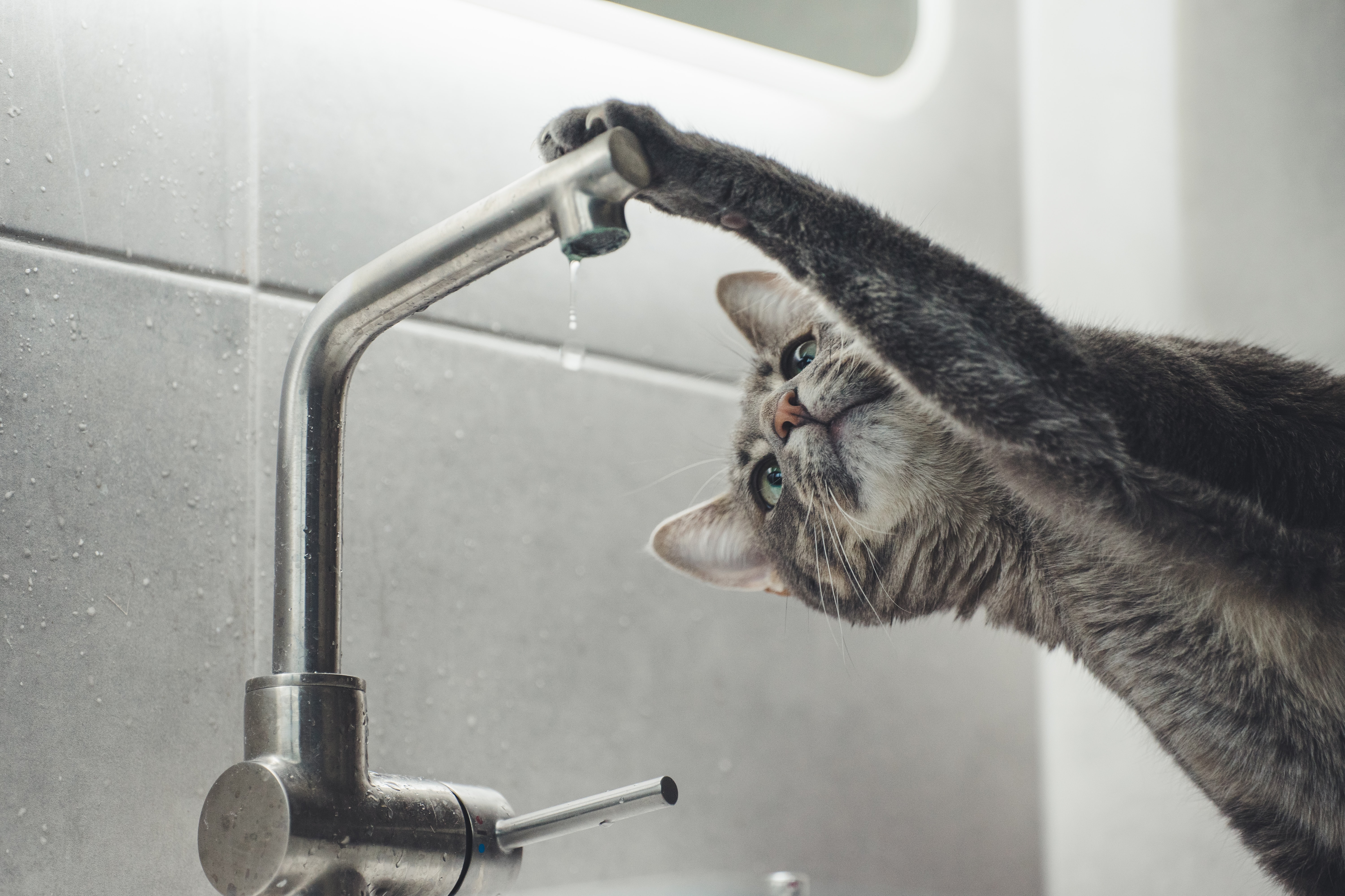 Don't let your leaky faucet go unnoticed! Call a plumber ASAP. 