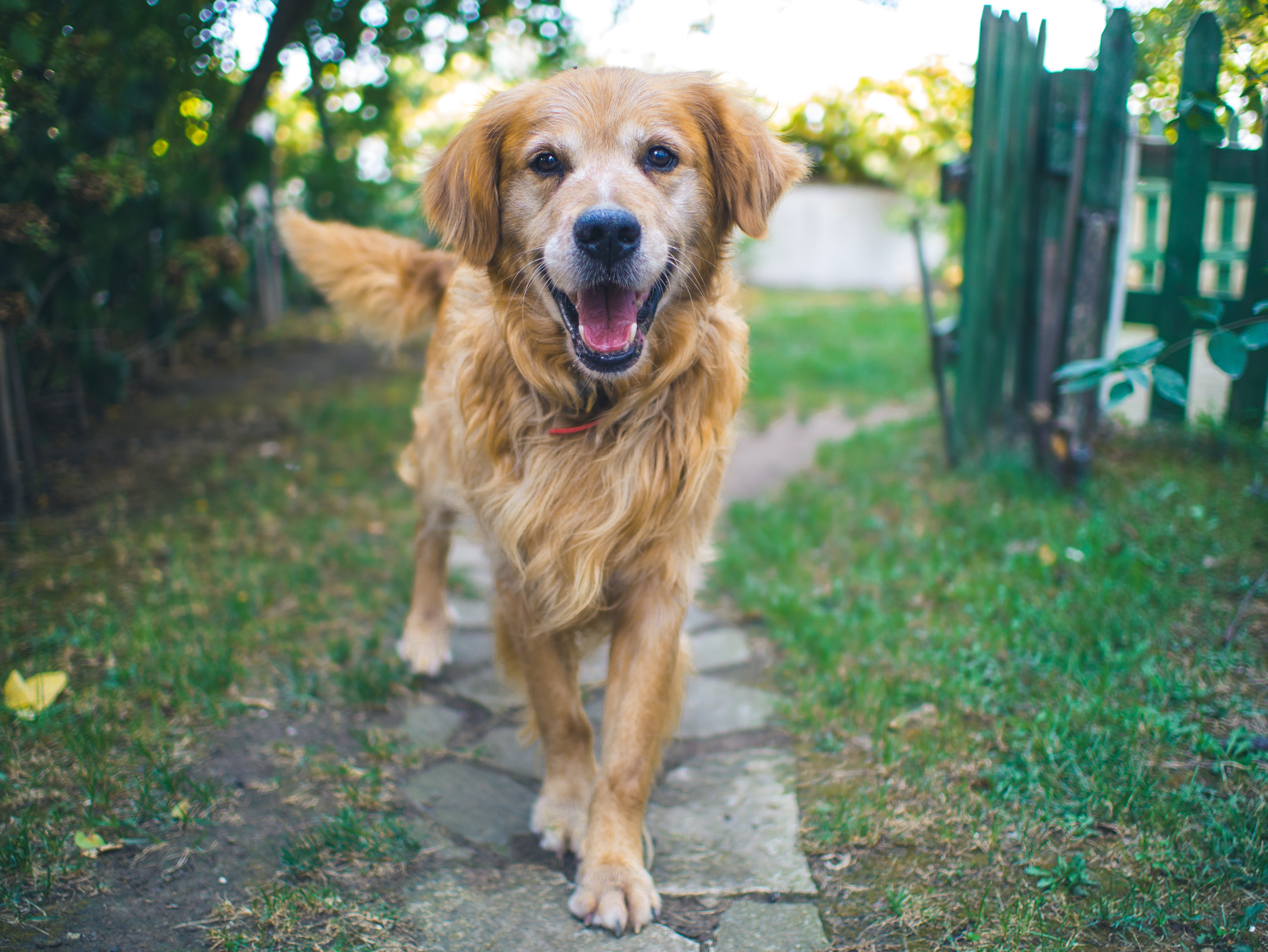 Even the friendliest of pooches can scare away unwanted visitors to your garden!