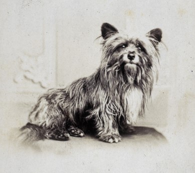 An albumen print thought to be a depiction of Greyfriars Bobby.