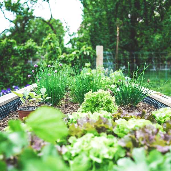 It's time to get your veggie garden ready for Summer!